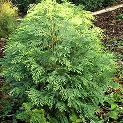 Кипарисовик САНКИСТ лавсона в Барановичах