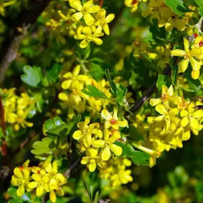 Смородина золотистая ВИШНЕВАЯ в Барановичах