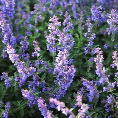 Котовник СИКС ХИЛЛС ГИАНТ в Барановичах