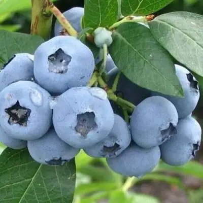 Голубика БЛЮЭТТА в Барановичах