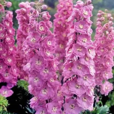 Дельфиниум ДЕЛЬФИС ПИНК ПАУЭ высокий в Барановичах