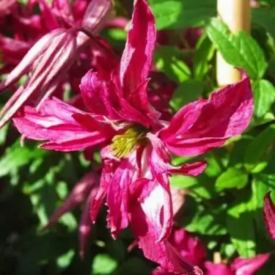 Клематис РОЗАЛИН в Барановичах