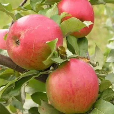 Яблоня АУКСИС в Барановичах