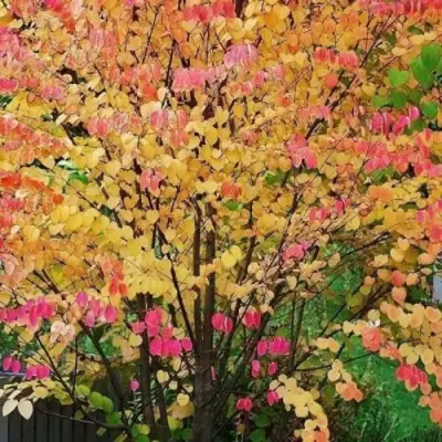 БАГРЯННИК японский в Барановичах