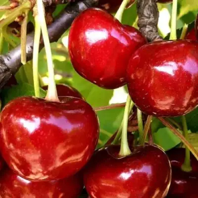 Черешня МИНЧАНКА в Барановичах