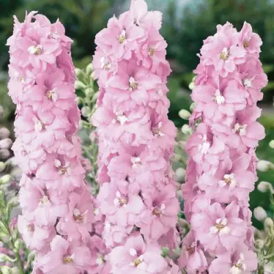 Дельфиниум ПЕТТИКОУТ гибридный в Барановичах