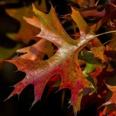 Дуб болотный в Барановичах