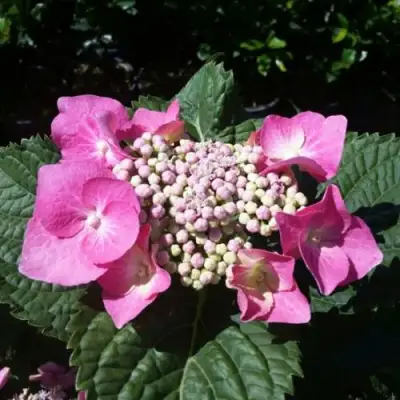 Гортензия БЛАУМАЙС (БЛАУМАЙЗЕ) крупнолистная в Барановичах