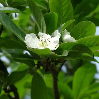 МУШМУЛА  в Барановичах