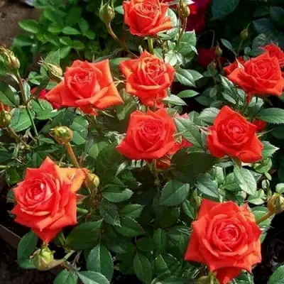 Роза ОРАНЖ ДЖЕВЕЛ миниатюрная в Барановичах