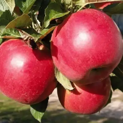 Яблоня РУБИН в Барановичах