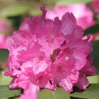 Рододендрон ЛУМИНА в Барановичах