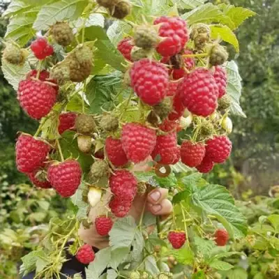 Малина ТАДМОР в Барановичах