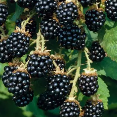 Ежевика БЛЭК САТИН бесшипная  в Барановичах