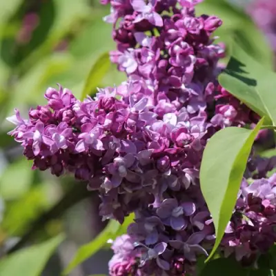 Сирень ИЗОБИЛИЕ в Барановичах