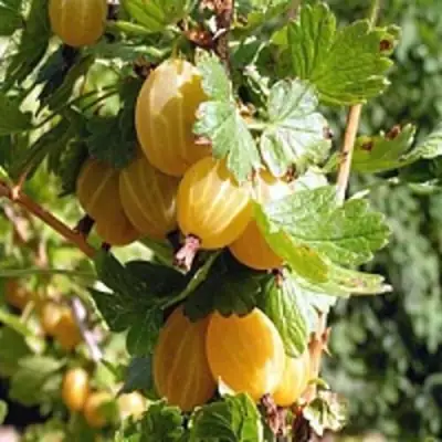 Крыжовник КУРШУ ДЗИНТАРС  в Барановичах