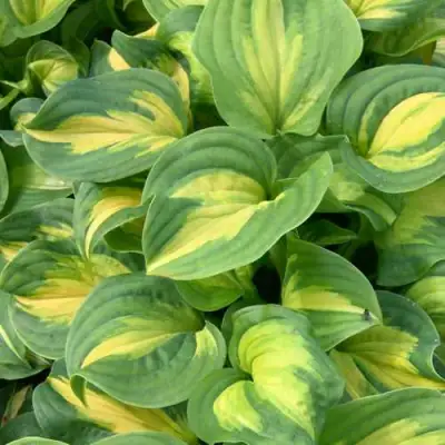 Хоста ЭМЕРАЛЬД ЧАРДЖЕР гибридная в Барановичах