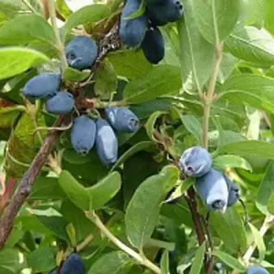 Жимолость съедобная НАРЫМСКАЯ в Барановичах