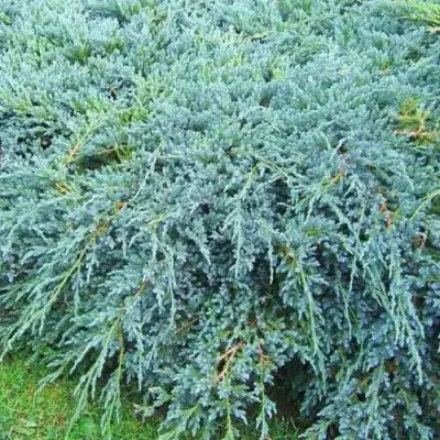 Можжевельник БЛЮ КАРПЕТ чешуйчатый в Барановичах