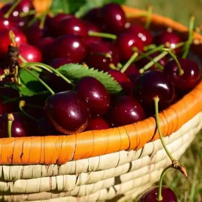 Вишня НЕСВИЖСКАЯ в Барановичах