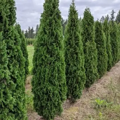 Туя ДЕГРУТ СПАЙР западная в Барановичах