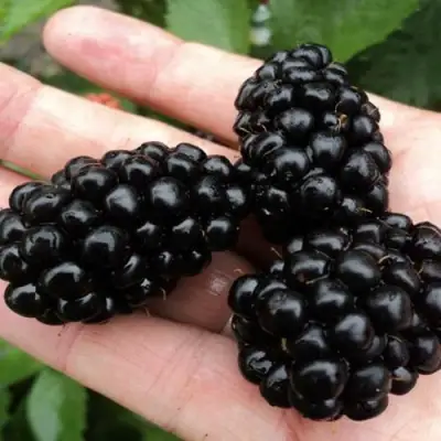 Ежевика ПОЛАР бесшипная  в Барановичах