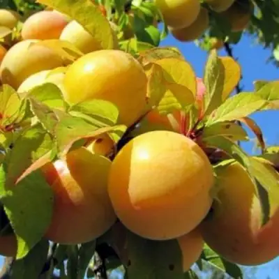 Слива МЕДОВАЯ ЖЁЛТАЯ в Барановичах