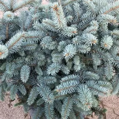 Ель ГЛАУКА колючая в Барановичах