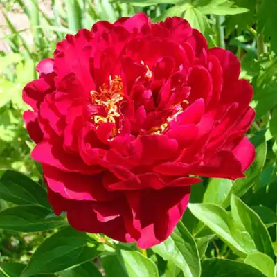 Пион ХРАБРЫЙ ВОИН травянистый в Барановичах