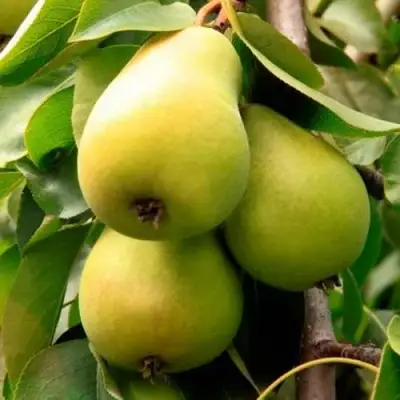 Груша НЕЖНОСТЬ колонновидная	 в Барановичах