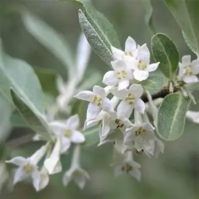 ЛОХ СЕРЕБРИСТЫЙ в Барановичах