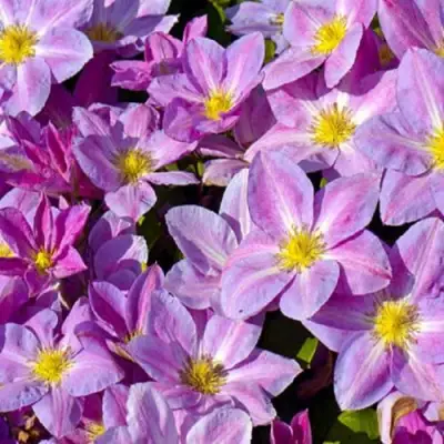 Клематис ЧЕЙНДЖ ОФ ХАРТ в Барановичах