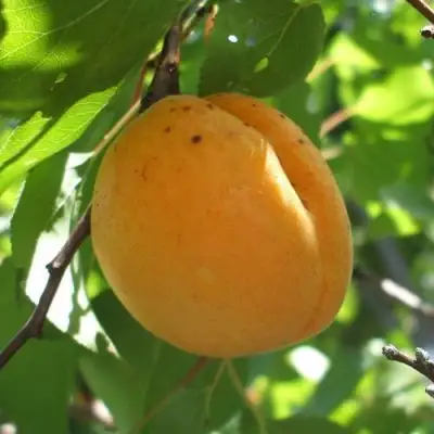 Абрикос ОРЛОВЧАНИН  в Барановичах