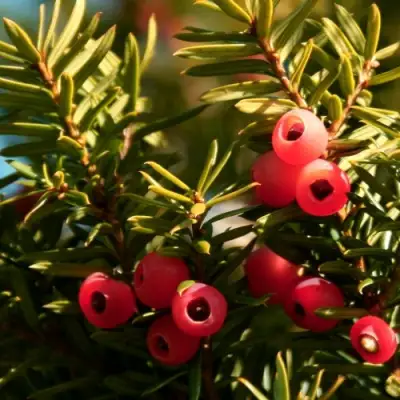 Тис ЭЛЕГАНТИССИМА ягодный в Барановичах