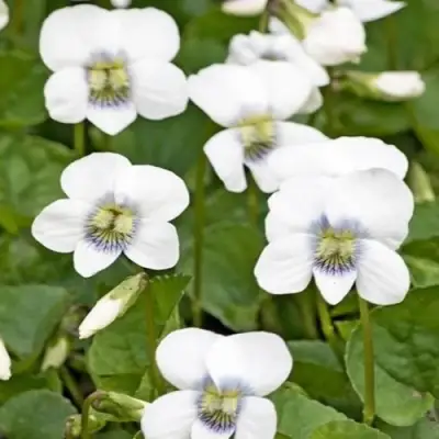 Фиалка АЛЬБИФЛОРА сестринская в Барановичах