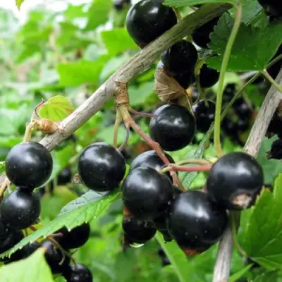 Смородина чёрная ЧЁРНЫЙ АИСТ в Барановичах