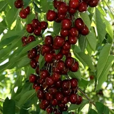 Черешня ХЕЛЕНА колоновидная в Барановичах