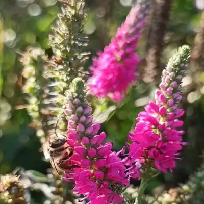 Вероника РОЗЕА колосковая в Барановичах