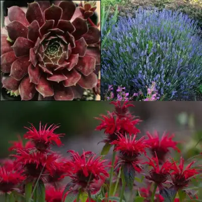 Комплект ФИОЛЕТОВОЕ ВДОХНОВЕНИЕ в Барановичах