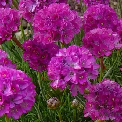 Армерия МОНИНГ СТАР ДИП РОУЗ в Барановичах