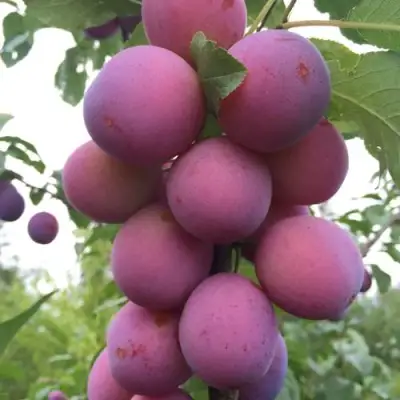 Слива ИМПЕРИАЛ колонновидная в Барановичах