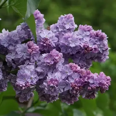 Сирень КАТЕРИНА ХАВЕМЕЙЕР в Барановичах