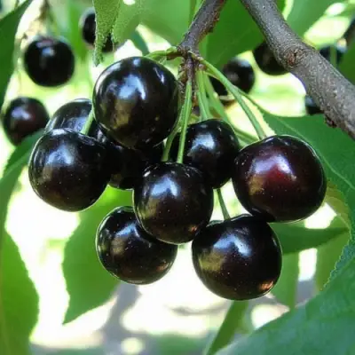 Вишня РОССОШАНСКАЯ ЧЕРНАЯ в Барановичах