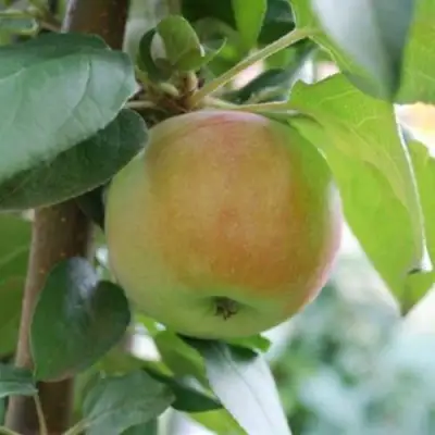 Яблоня ПОДСНЕЖНИК стелющаяся в Барановичах