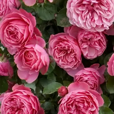 Роза ЛЕОНАРДО ДА ВИНЧИ флорибунда в Барановичах