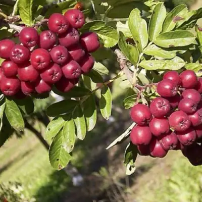 Рябина БУРКА сладкоплодная в Барановичах