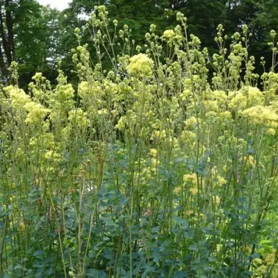 Василистник ГЛАУКУМ желтый в Барановичах