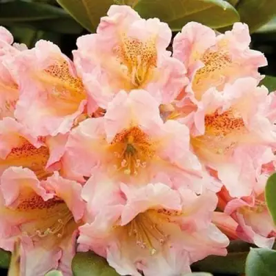 Рододендрон ФЛАУТАНДО в Барановичах