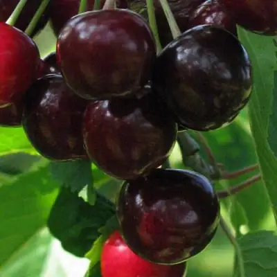 Черешня ВАЛЕРИЙ ЧКАЛОВ в Барановичах