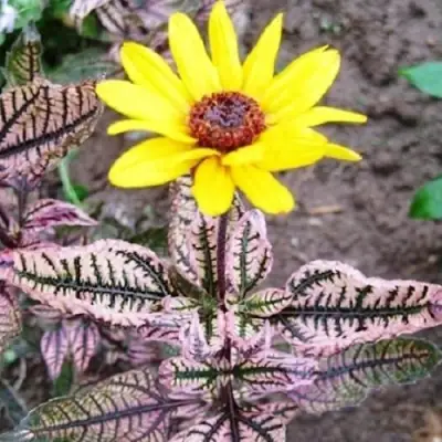 Гелиопсис САММЕР ПИНК в Барановичах